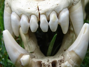 Gevaarlijke tanden